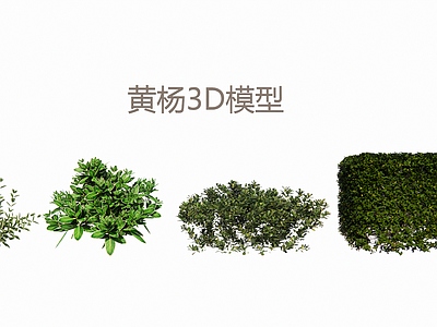 现代简约灌木 黄杨3D 大叶黄杨3D 雀舌黄杨 黄杨灌木3D合集