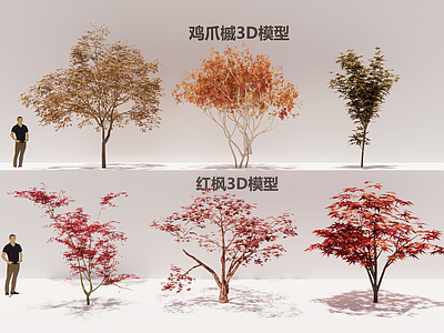 极简主义乔木 红枫3D合集 鸡爪槭3D 日式庭院彩叶树种 小型乔木槭树点景 秋色红叶孤植点景