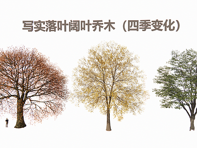 写实主义乔木 落叶阔叶乔木3D 四季变化植物 春夏秋冬季相乔木 高精度写实植物 景观设计常用乔木