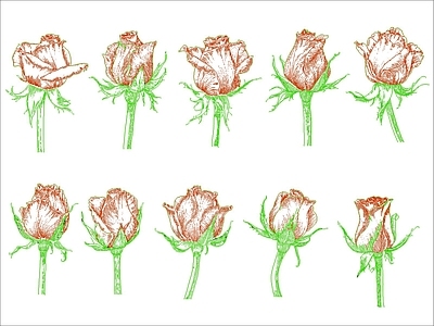 现代花 玫瑰花 施工图