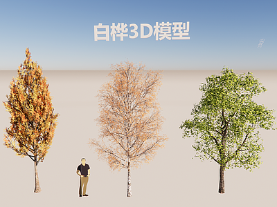 现代主义乔木 白桦树种三维 北方公园落叶乔木 高精度写实乔木 北方道路常用树种 北方秋冬居住区树