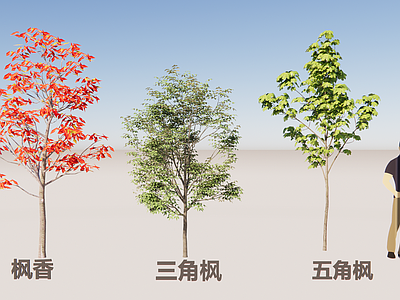 现代简约乔木 枫香3D 三角枫三维 五角枫三维 枫树槭树合集 庭院枫树点景树