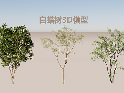 现代主义乔木 白蜡3D合集 梣树落叶乔木 道路绿化常用乔木 高精度写实植物 常用行道树种