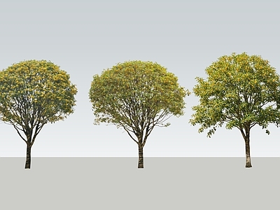 现代景观乔木 2D精品桂花树 景观桂花树 多分支桂花树 行道树 景观树
