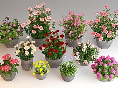 现代简约盆栽 盆栽  月季花绣球花 花卉花草 花境 植物绿植