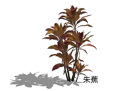 现代简约灌木 朱蕉 红叶铁树 铁莲草 朱竹 也门铁