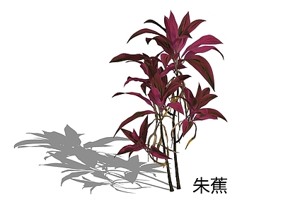 现代简约灌木 红叶铁树 铁莲草 朱竹 也门铁