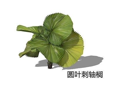 热带植物风格灌木