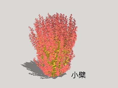 新中式景观灌木 小檗 三棵针 阿穆尔小檗
