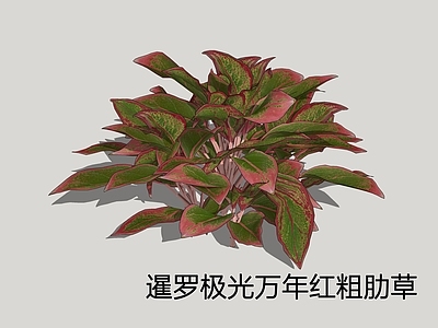 现代简约盆栽 暹罗极光万年青 万年青 粗肋草
