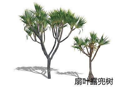 热带植物景观乔木 扇叶露兜树 红章鱼树 红刺露兜树