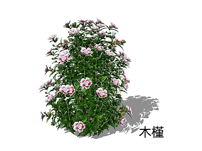 新中式景观灌木 喇叭花 白花木槿 篱障花 大红花