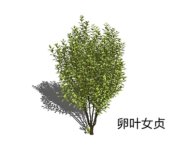 新中式景观灌木 卵叶女贞 女贞