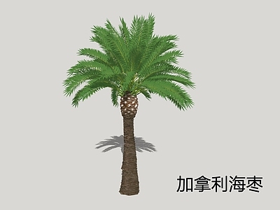 热带景观风格乔木 加拿利海枣 海枣 伊拉克枣 枣椰