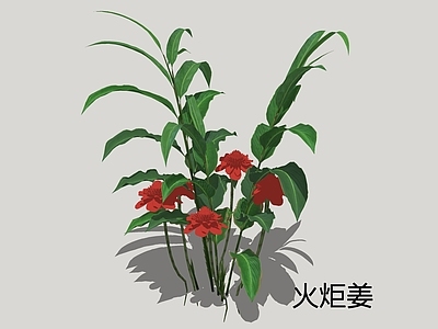 新中式景观草本植物 火炬姜 瓷玫瑰