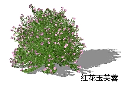 新中式景观灌木 红花玉芙蓉
