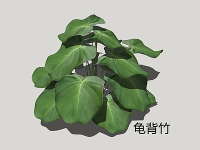 现代简约草本植物 龟背竹 蓬莱蕉 龟背蕉 龟背 电线草