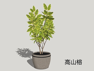 现代简约盆栽 高山榕 高榕 万年青 大青树 大叶榕