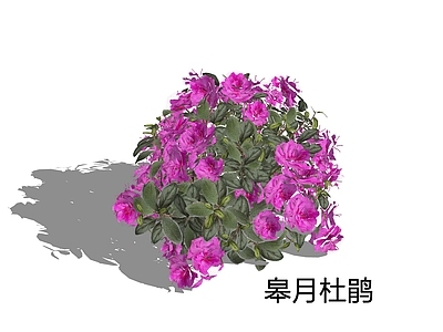 日式灌木 皋月杜鹃 杜鹃 映山红 西鹃 高月杜鹃