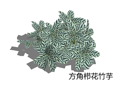 现代简约草本植物 方角栉花竹芋 竹芋