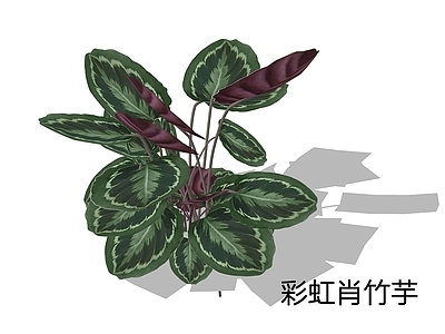 现代简约草本植物 彩虹肖竹芋 彩虹竹芋 玫瑰竹芋 粉红肖竹芋 竹芋