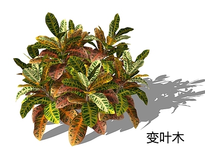 热带植物风格灌木 变色月桂 洒金榕 变叶木
