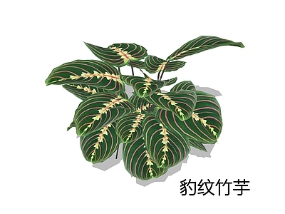 现代简约盆栽 豹纹竹芋 豹斑竹芋 红豹纹竹芋 竹芋