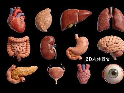 写实风医疗器材 2D人体器官