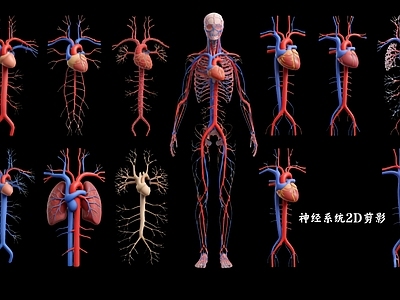 医学可视化风格虚拟人物 神经系统2D剪影