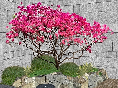 新中式景观乔木 花树
