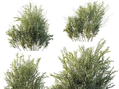 现代主义景观乔木