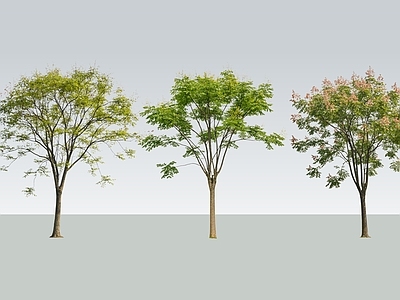 现代主义乔木 2D精品栾树 无患子树 栾树 苦楝树 行道树