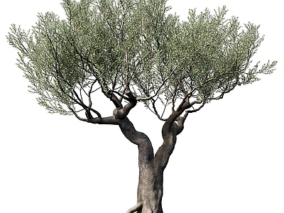 意式景观树 橄榄树