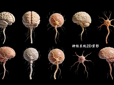 生物写实风医疗器材 神经系统2D剪影