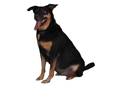 null家禽动物 宠物犬
