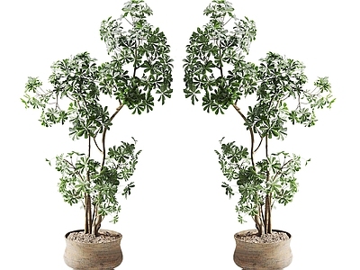 盆栽 鸭脚木盆栽