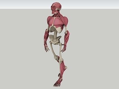 解剖学写实风虚拟人物 人 人物 医疗