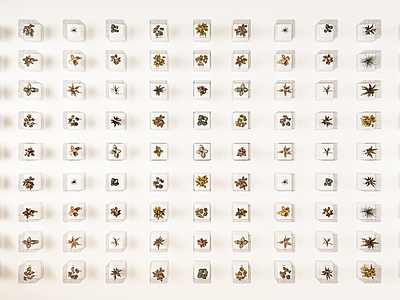 现代植物墙 植物标本墙 绿植墙饰挂件 植物展示墙