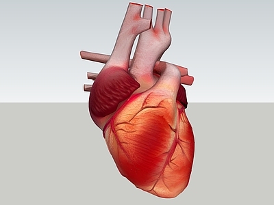 医疗器材 心 心脏 人体 器官