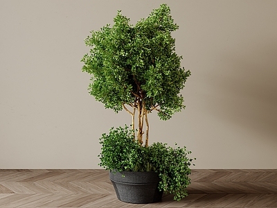 现代简约盆栽