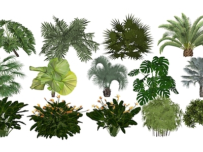 热带植物景观植物组合 3D热带灌木 3D灌木 热带灌木