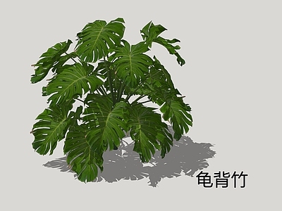 现代简约盆栽 龟背竹 蓬莱蕉 龟背蕉 龟背 电线草