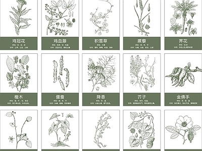 现代综合植物图库 中草药素材 施工图