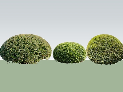 现代主义景观灌木 2D灌木球 小叶黄杨球 龟背植物 球状整形植物 灌木球