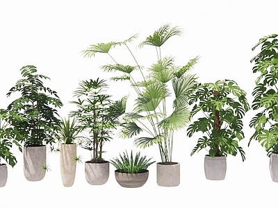 现代简约盆栽 盆栽景观绿植