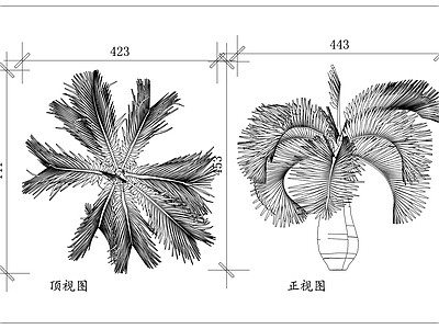 现代综合植物图库 棕树 榈树 蒲葵 散尾葵 椰子树 施工图