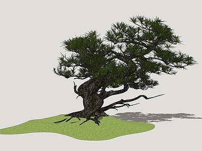松树 景观松 造型松 迎客松 罗汉松