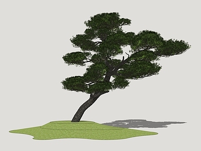 新中式景观乔木 造型松 松树 罗汉松