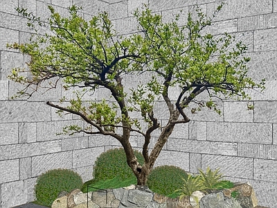 新中式景观乔木 2D石榴树 景观花树
