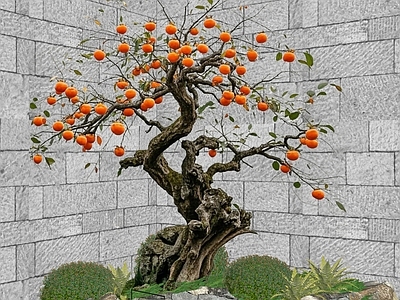 新中式景观乔木 2D柿子树